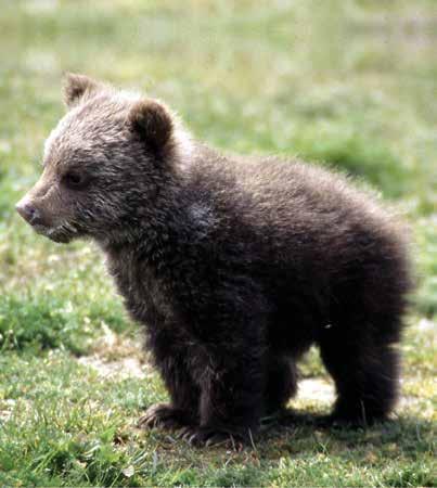 Returadress: World Animal Protection Box 225 36 104 22 Stockholm Avs: 21grams AB, Box 90166, 120 22 Stockholm SVERIGE B PORTO BETALT Varför ska du skriva testamente?