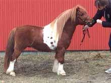 47 Hasselbos Shaam Mbr Hingst (Chip:) = född:2016 hos: Anneli Archenholtz, Hasselbo Stuteri Hörby f: Stjernens Mini-Paschal 38070736 m: Hasselbos Limozella 38100295 mf: Robbie Williams 38050412 RS