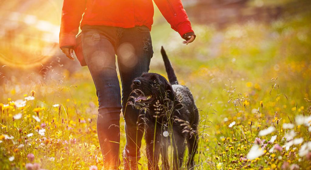 Kortisol och binjurebarksvikt Kortisol är ett hormon som produceras av binjurarna, körtlar belägna ovanför njurarna.
