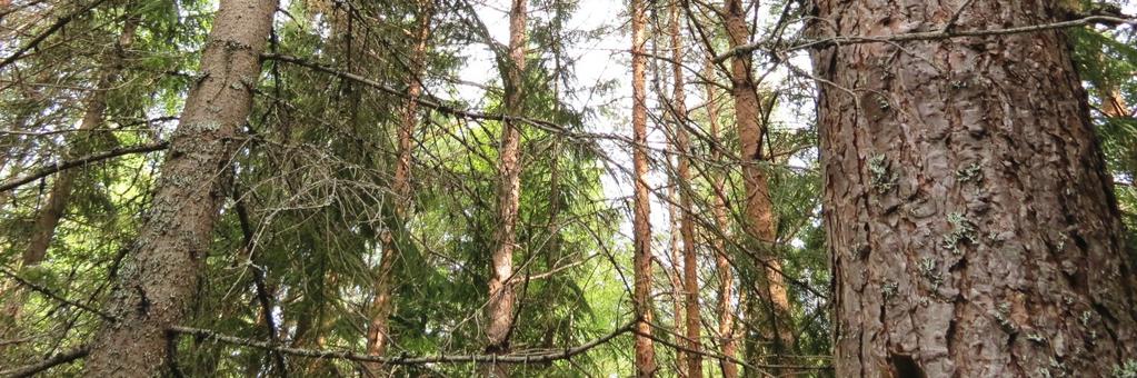 Fastigheten består i huvudsak av två skogskiften.