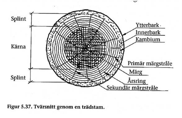 Tvärsnitt