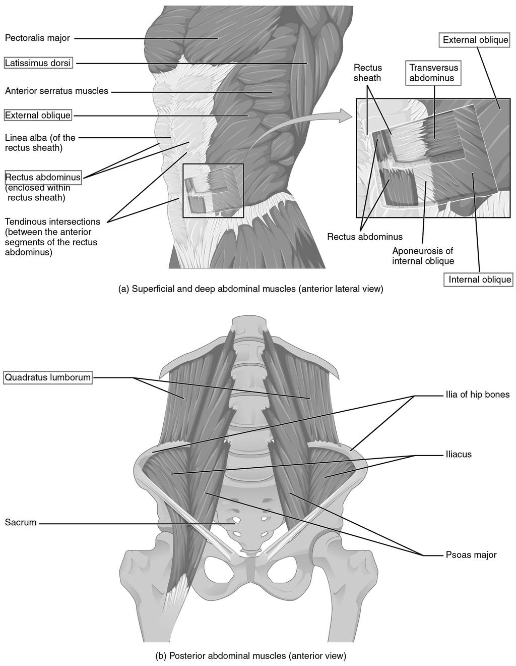 Stödmuskulaturen kan delas in tre olika delar: mage, rygg och länd. När dessa muskler samarbetar hålls diafragman i sitt låga läge och revbenen hålls utvidgade (Sadolin, 2012, s. 29).
