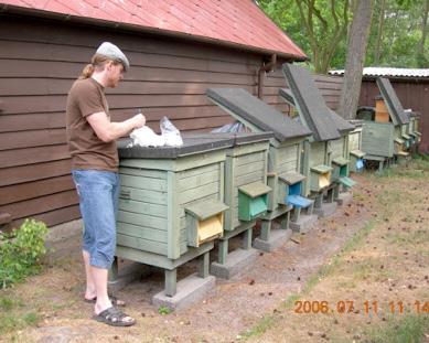 Biodlare förstod alltså med tiden att bina behöver en stor del av sin insamlade honung som föda under vintern.