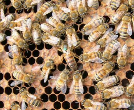 HONUNGSBISAMHÄLLET I dagens bikupor finns det sommartid ca 60 000 bin och bara en av dem är en drottning och det är hon som styr och ställer (5).