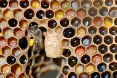 När ett bi kommer hem med full honungsmage så presenterar biet nektarn som en droppe på sin tunga för att ett hus-bi ska suga in nektarn i sin honungsmage och fortsätta med honungsproduktionen i