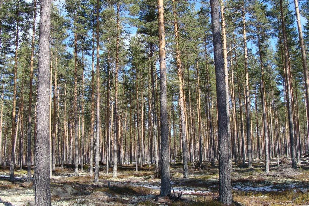 Fin skog i Korskrogen LJUSDAL VECKEBO 12:23 Lättillgänglig och välarronderad skogsfastighet på fina marker vid Ljusnan.