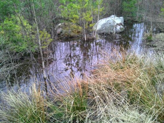 Område 2b Uppskattad area ca 10m 2. Grumlig och djup vattensamling. Vattennivån sjönk drastiskt under inventeringsperioden och vid sista investeringstillfället var vattensamlingen nästan helt borta.