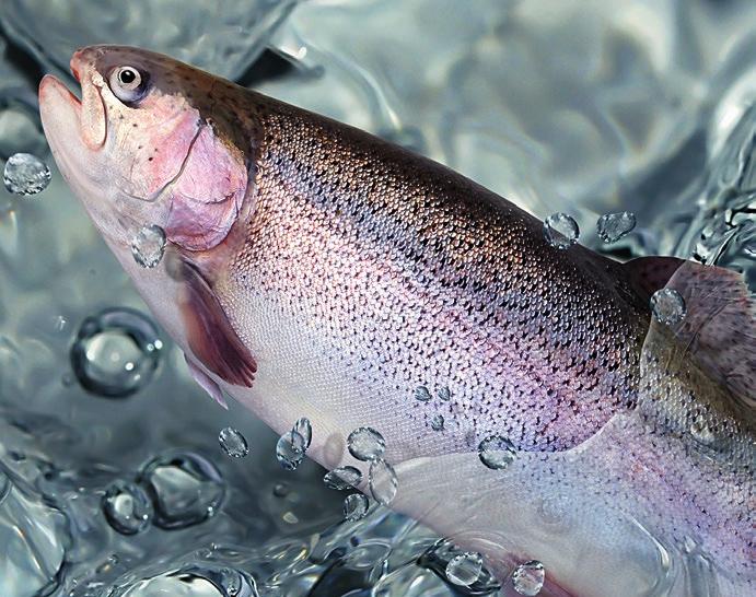 Emissionen ska ge utrymme för projektering av nya anläggningar, samt öka bolagets rörelsekapital och ge ytterligare stabilitet.