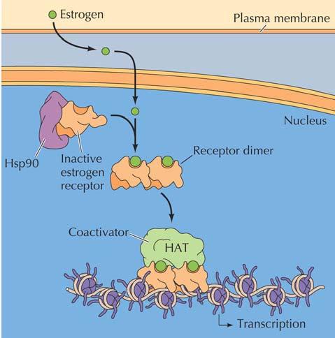 INTRACELLULÄRA RECEPTORER I cytoplasman eller i kärnan Transkriptionsfaktorer Ligandbindande domän DNA-bindande