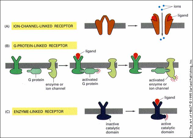 MEMBRANRECEPTORER MEMBRANRECEPTORER Signalsubstanser kan inte passera cellmembran neurotransmittorer peptidhormoner, neuropeptider, tillväxtfaktorer eicosanoider Kan blockeras, inaktiveras eller