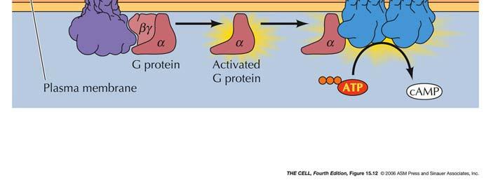 myokardiet aktiverar membranbundna enzymer Ex: G-proteinet