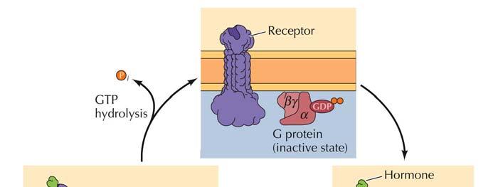 ENZYMLÄNKADE RECEPTORER intracellulärt enzym eller associerad