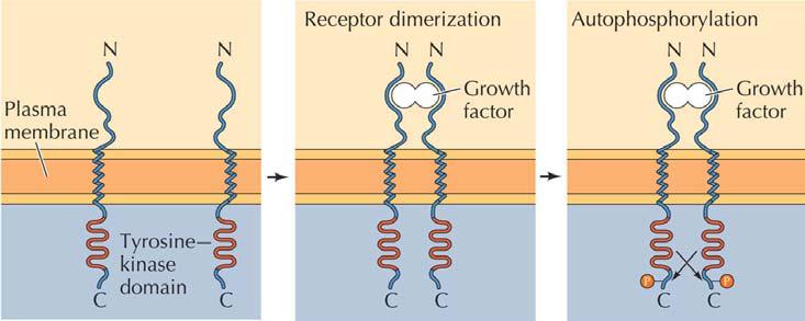 Tyrosin-kinasreceptorer fosforylerar tyrosin-grupper på målproteinet extracellulärt N-terminal binder ligand