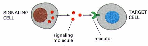 INNEHÅLL Generella principer Signalsubstanser Receptortyper Intracellulära Jonkanalsreceptorer G-proteinkopplade Enzymlänkade Intracellulär signalöverföring second messengers MAP-kinas och