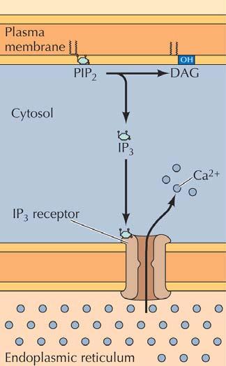 IP 3 och Ca 2+ IP 3 binder till receptorer (jonkanallänkad) på ER Jonkanal öppnar Ca 2+ flödar ut