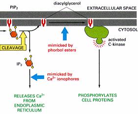 enzym) DAG DAG och IP 3 DAG och Ca2+ samverkar rekryterar och aktiverar proteinkinas C (PKC) IP 3