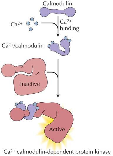 Calmodulin ett exempel på Ca 2+ -bindande protein som aktiverar målproteiner CaM-kinaser fosforylerar i sin tur sina målproteiner: -metabola enzym, -jonkanaler,