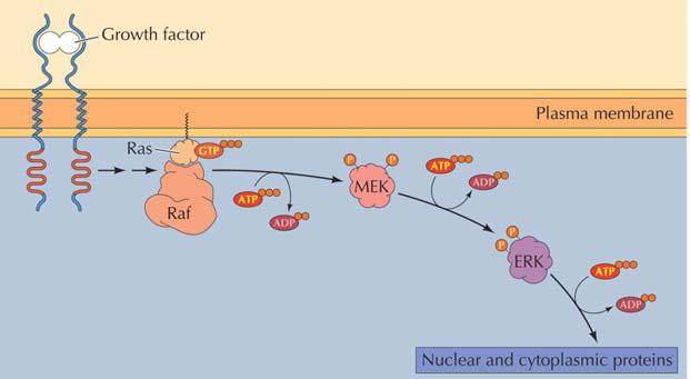 MAP kinase pathway Mitogen-activated protein kinases kaskad av proteinkinaser styr cellens olika svar på signaler, celltillväxt, differentiering, etc Receptor > Ras > Raf > MEK > ERK >