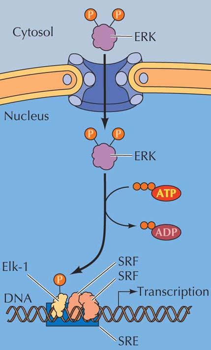 ERK inducerar gener ERK extracellular signal-regulated kinase aktiverar proteiner