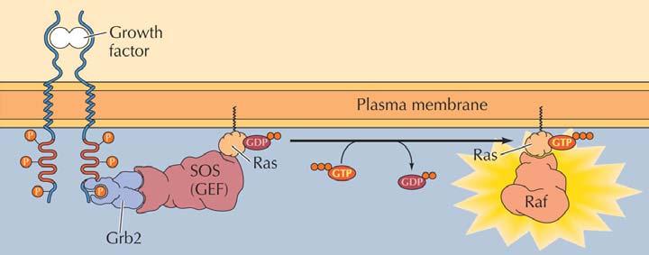 på Grb2 binder aktiverad receptor Grb2-SOS-komplex aktiverar Ras Ras-GTP
