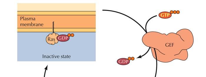 Integrin