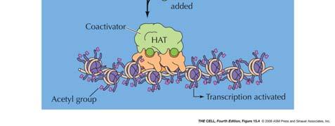 enzym i målcellen ACh NO cgmp relaxerad nervceller
