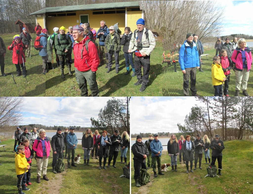 Vandringen i Tintomaras spår 2017 (Vandring nr 49) En helg i slutet av april varje vår, när den skönsjungande Tintomarafågeln Rödhake och andra efterlängtade flyttfåglar börjar anlända till våra