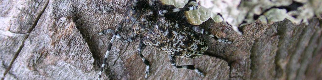 Den skyddstecknade spindelbocken, Hällsjöhygget. Värdefulla inslag i björkfaunan I området noterades imago av spindelbock (Acanthoderes clavipes) på björklåga.