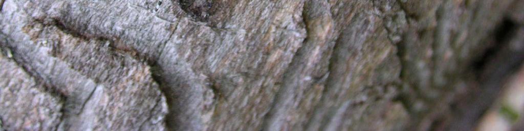 Övriga intressanta faunainslag På tallågor i området noterades angrepp av raggbock (Tragosoma depsarium).