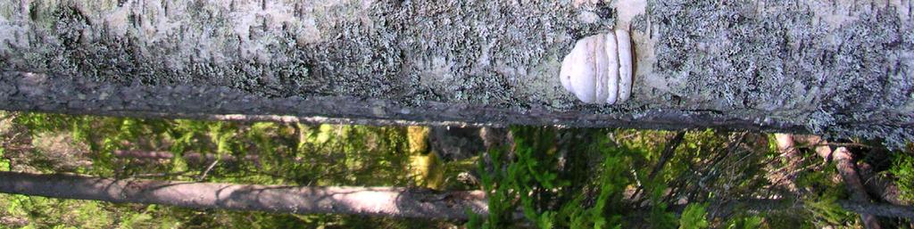 Förekomst av strätta (Angelica sylvestris) och noterades men mestadels i skuggiga lägen. Fönsterfälla på solexponerad björktorraka i sydbranten.