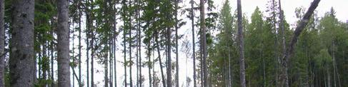14. Gammelmyran Kommun: Ljusdal Läge: 20 km SSV Järvsö Koordinater: X 6830050, Y 1516035 Områdesbeskrivning Svag sydsluttning på c:a 400 m ö h.