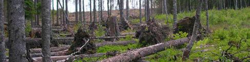 Förekomst av enstaka björkhögstubbar. Blommor saknades nästan helt. Kraftig stormfällning längs hyggeskant. Värdefulla inslag i björkfaunan Inget speciellt noterades.