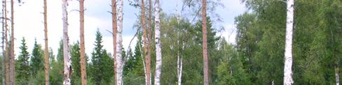 15. Hygge V Arbrå Kommun: Bollnäs Läge: 18 km NNV km NV Bollnäs Koordinater: X 681555319, Y 1527158 Områdesbeskrivning Hygge med förekomst av talrika björkhögstubbar angripna av fnösktickor.
