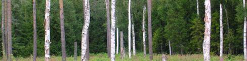 Värdefulla inslag i björkfaunan Inga speciella arter noterades.