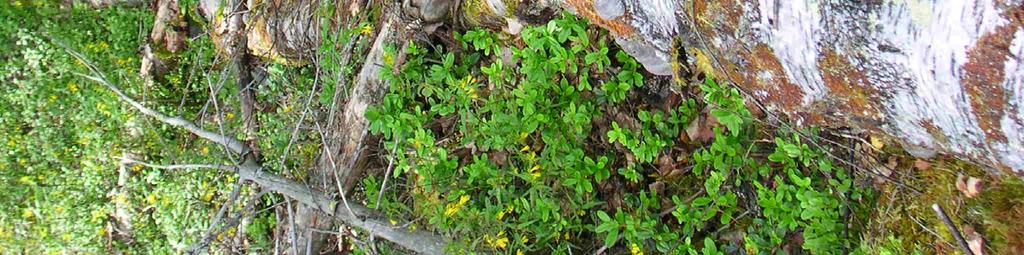 Värdefulla inslag i björkfaunan Förekomst av violettbandad knäppare (Harminius undulatus) och dolkstekelik glasvinge (Synanthedon scoliaeformis) tyder på god kontinuitet på björksubstrat.