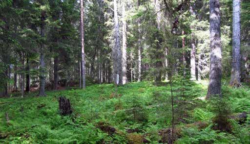 Fällan inom Ø10 meter: Direkt under fällan finns en klen asplåga med mossa eller helt kala partier och det finns en tallåga med lite bark samt grova bitar av tall.