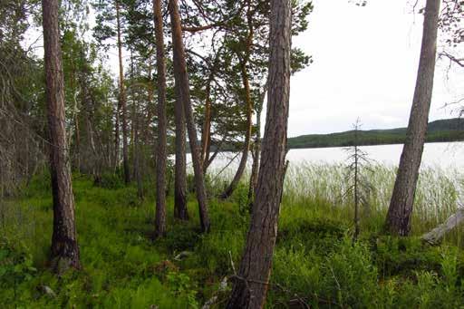 Träden som finns i stråket har inte påverkats så hårt av branden. Ungefär 5 meter in från stranden finns ett stråk med tallar. Tallarna har nog bara blivit svedda av branden.