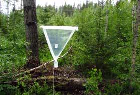 Jämfört med fälla 14 finns det lite mer asp kring fälla 13. Fällan sitter mellan en asphögstubbe och en klen björk, placerad nära asphögstubben. Asphögstubben har en bläcka med gamla döda zontickor.