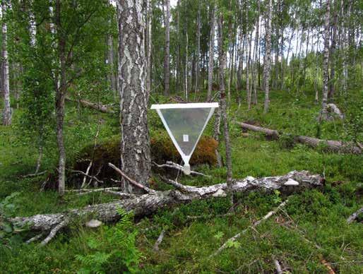 F14 275 meter över havet. Inriktning: att fånga insekter på främst björk. Fällans placering: Fällan är vänd mot sydost-nordväst.