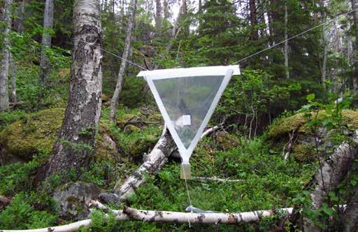 F6 405 meter över havet. Inriktning: att fånga insekter på främst björk. Fällans placering: Fällan är vänd mot syd-nord.