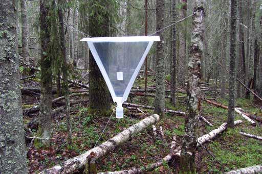 F16 332 meter över havet. Inriktning: att fånga insekter på främst björk. Fällans placering: Fällans riktning är sydlig-nordlig och den sitter mellan en knäckt björkhögstubbe och en klen levande gran.