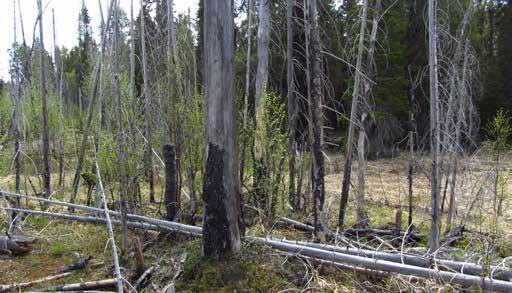 Miljöbild från området med gammal slåttermark och äldre brända granar. Fältfynd: inga signalarter.