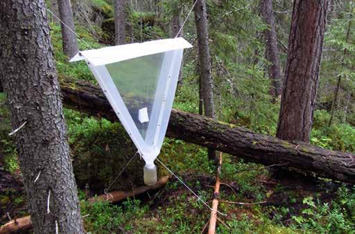F7 270 meter över havet. Inriktning: att fånga insekter på främst asp Fällans placering: Uppgift saknas om vilken riktning fällan sitter. Fällan sitter mellan en gran och en död klen gran.