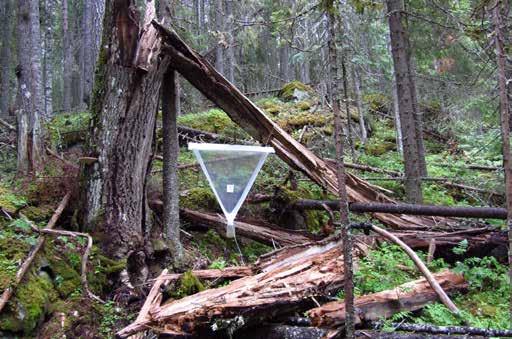 F8 276 meter över havet. Inriktning: att fånga insekter på främst asp Fällans placering: Fällan är vänd mot syd-nord och hänger under en grov knäckt aspstubbe fästad i aspstubben och en gran.