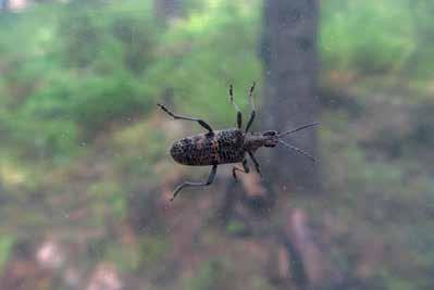 träd och med sin fångstburk under sig. Den sistnämnda fällan kan bara fånga flygande insekter och blir därför mer väderberoende.