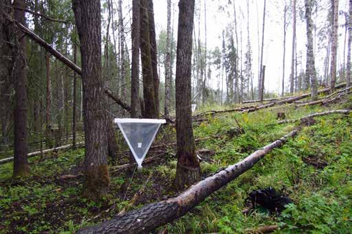 F2 330 meter över havet. Inriktning: asp och löv att fånga flygande insekter längs hyggeskanten.