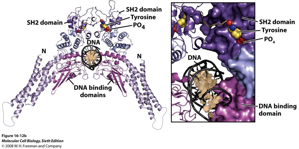 JAK/STAT vägen Erythropoietin (EPO)-receptor Interferon
