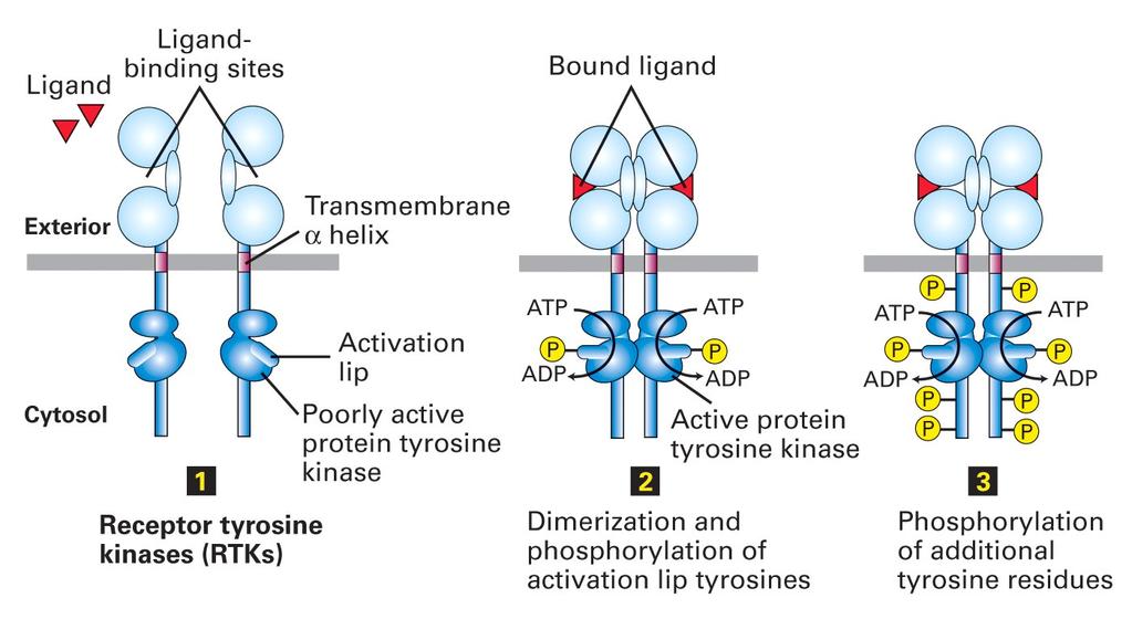1. ReceptorTyrosinKinaser RTK 1.