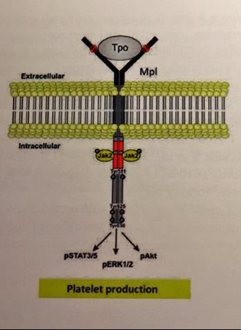 ET de vanligaste mutationerna Adult 55% JAK2 Increased signaling Pediatric 25-50% JAK2 CALR? MPL?