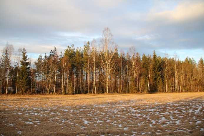 Skogsfastighet i
